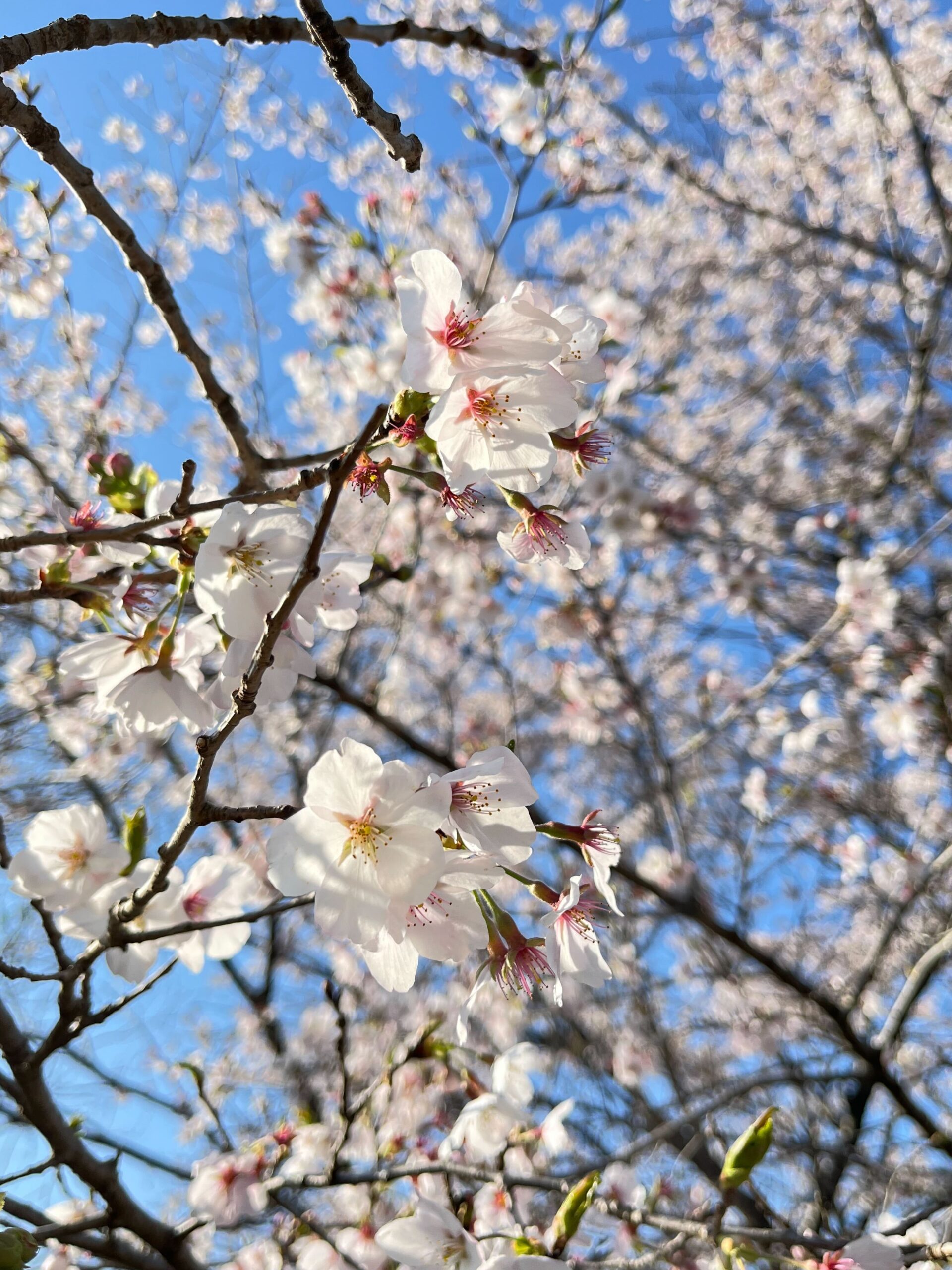 桜が満開になりました
