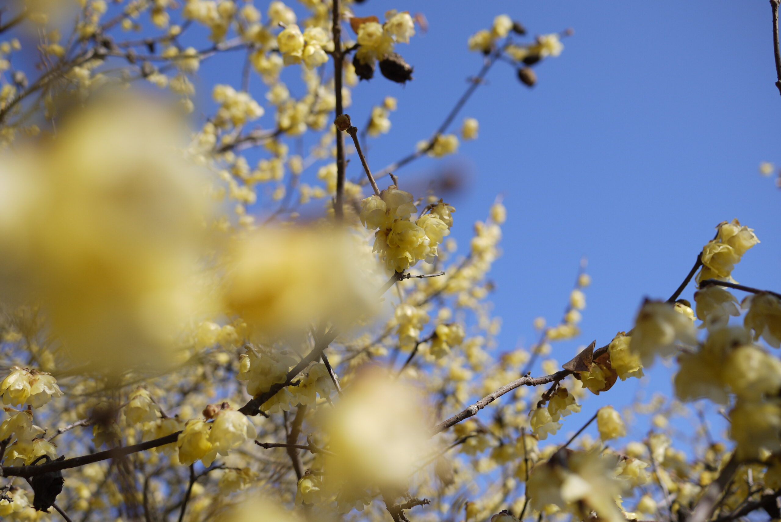 羽黒山の蝋梅の開花がそろそろです