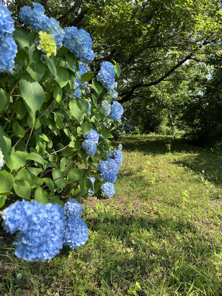 梵天の湯紫陽花