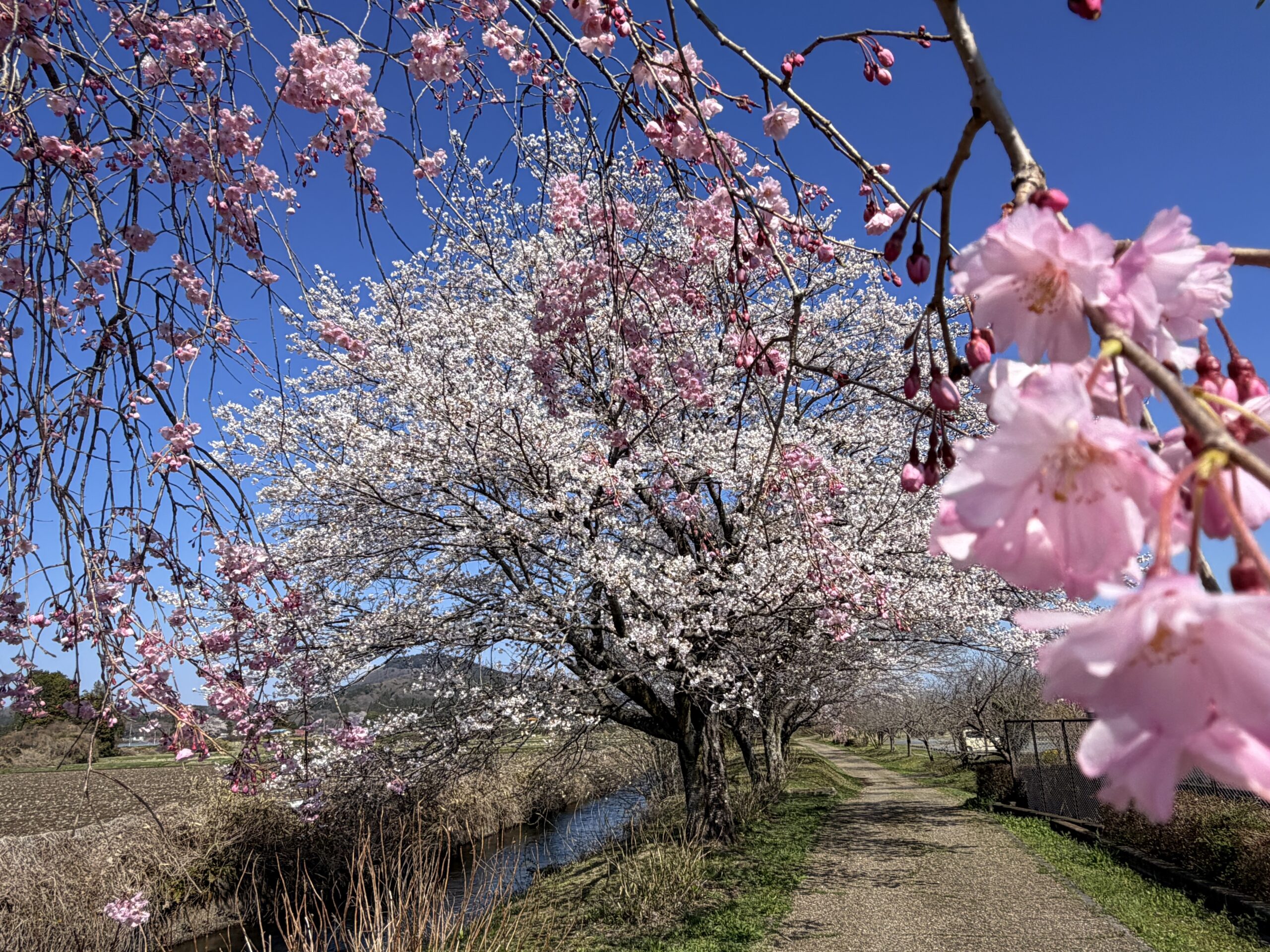 梵天の湯の周辺も桜が咲きました